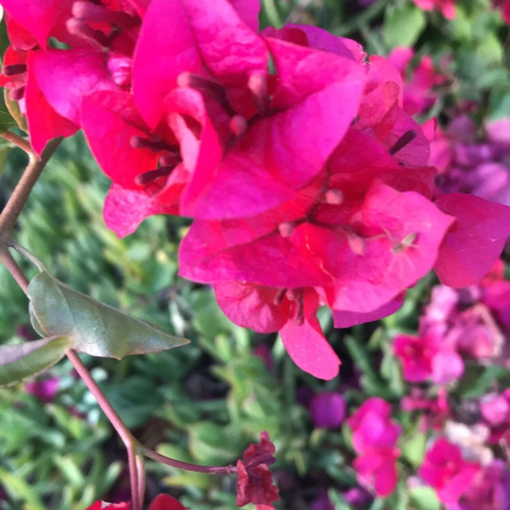 Meet your Posher, Chelsea